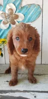 Leo, a male Cavapoo for sale in Sugarcreek, OH – 1 of 5