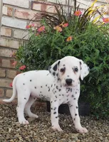 Sweetie, a female Dalmatian for sale in Sugarcreek, OH – 2 of 4