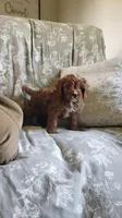 Handsome, a male Cavapoo for sale in Sugarcreek, OH – 6 of 10