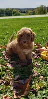 Snickers, a male Cavapoo for sale in Sugarcreek, OH – 5 of 5
