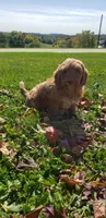 Snickers, a male Cavapoo for sale in Sugarcreek, OH – 4 of 5