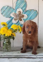 Leo, a male Cavapoo for sale in Sugarcreek, OH – 2 of 5