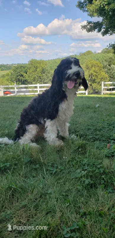 Max – Cavapoo puppy for sale in Sugarcreek, OH
