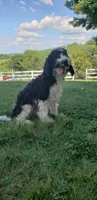 Max, a male Cavapoo for sale in Sugarcreek, OH – 1 of 4