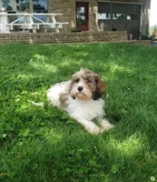 Daisy, a female Cavapoo for sale in Sugarcreek, OH – 2 of 5
