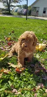 Snickers, a male Cavapoo for sale in Sugarcreek, OH – 3 of 5