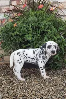 Sadie, a female Dalmatian for sale in Sugarcreek, OH – 3 of 3