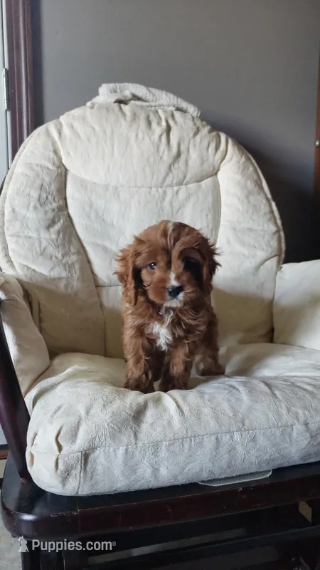 Handsome – Cavapoo puppy for sale in Sugarcreek, OH