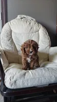 Handsome, a male Cavapoo for sale in Sugarcreek, OH – 1 of 10