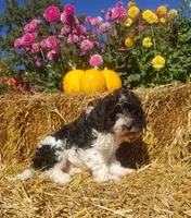 processed/4bf839b3-7e72-4a1c-b7bf-1ce090676491/listing/242b7c6e-2fee-492e-9dc6-2cfb5a1fec05/14655eaf-322e-4e0a-8df2-b2f4c389cc73