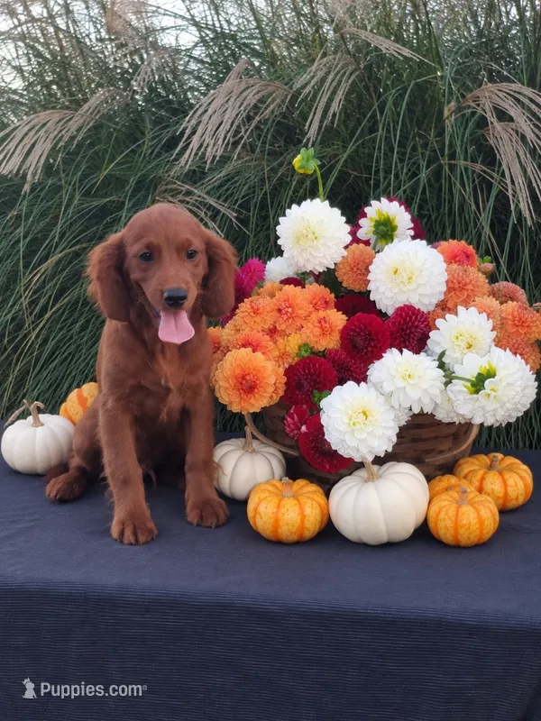 Leo – Cavapoo puppy for sale in Sugarcreek, OH