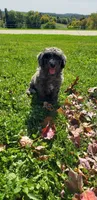 Twix, a male Cavapoo for sale in Sugarcreek, OH – 4 of 7