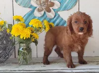 Leo, a male Cavapoo for sale in Sugarcreek, OH – 4 of 5