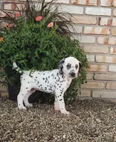 Sam, a male Dalmatian for sale in Sugarcreek, OH – 3 of 6