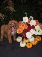 Levi, a male Cavapoo for sale in Sugarcreek, OH – 1 of 7