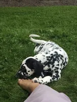 Spot AKC, a female Dalmatian for sale in Sugarcreek, OH – 4 of 9