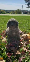 Twix, a male Cavapoo for sale in Sugarcreek, OH – 5 of 7