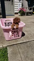 Handsome, a male Cavapoo for sale in Sugarcreek, OH – 10 of 10