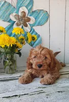 Levi, a male Cavapoo for sale in Sugarcreek, OH – 2 of 6
