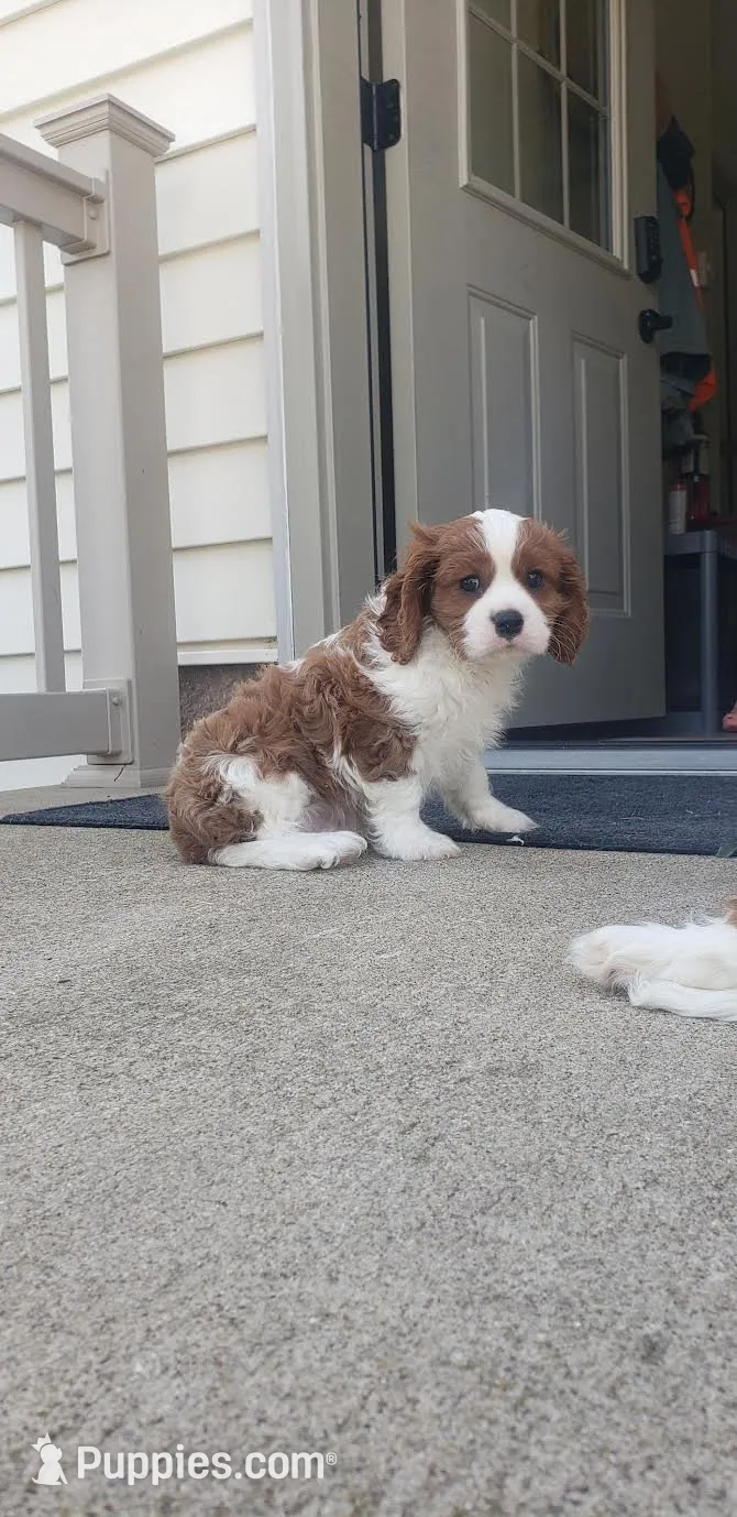 George, a male Cavalier King Charles Spaniel for sale in Sugarcreek, OH – 2 of 3