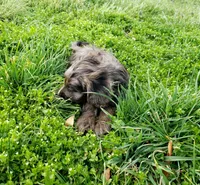Kobe, a male Cavapoo for sale in Sugarcreek, OH – Photo 8 of 10