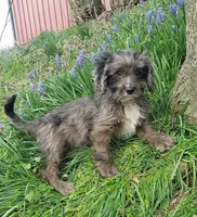 Kobe, a male Cavapoo for sale in Sugarcreek, OH – Photo 4 of 10