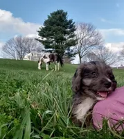 Kobe, a male Cavapoo for sale in Sugarcreek, OH – Photo 7 of 10