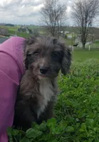 Kobe, a male Cavapoo for sale in Sugarcreek, OH – Photo 9 of 10