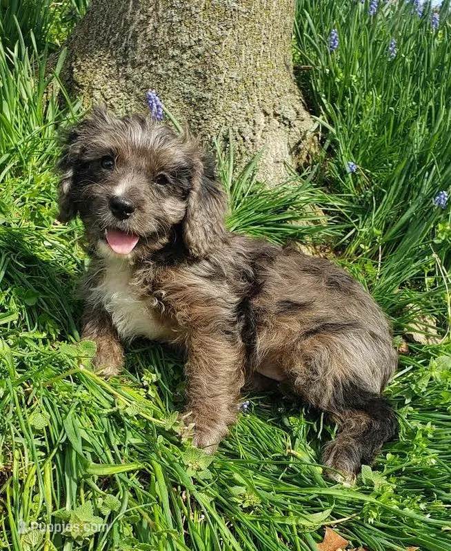 Kobe – Cavapoo puppy for sale in Sugarcreek, OH