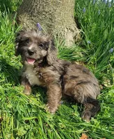 Kobe, a male Cavapoo for sale in Sugarcreek, OH – Photo 1 of 10