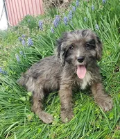 Kobe, a male Cavapoo for sale in Sugarcreek, OH – Photo 5 of 10
