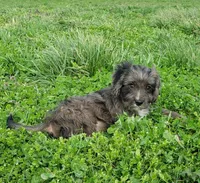Kobe, a male Cavapoo for sale in Sugarcreek, OH – Photo 6 of 10
