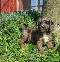 Kobe, a male Cavapoo for sale in Sugarcreek, OH – Photo 10 of 10