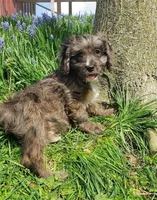 Kobe, a male Cavapoo for sale in Sugarcreek, OH – Photo 2 of 10