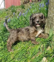 Kobe, a male Cavapoo for sale in Sugarcreek, OH – Photo 3 of 10