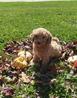 KitKat, a female Cavapoo for sale in Sugarcreek, OH – 6 of 6