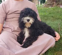 Duke, a male Cavapoo for sale in Sugarcreek, OH – 1 of 1