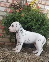 Sweetie, a female Dalmatian for sale in Sugarcreek, OH – 4 of 4