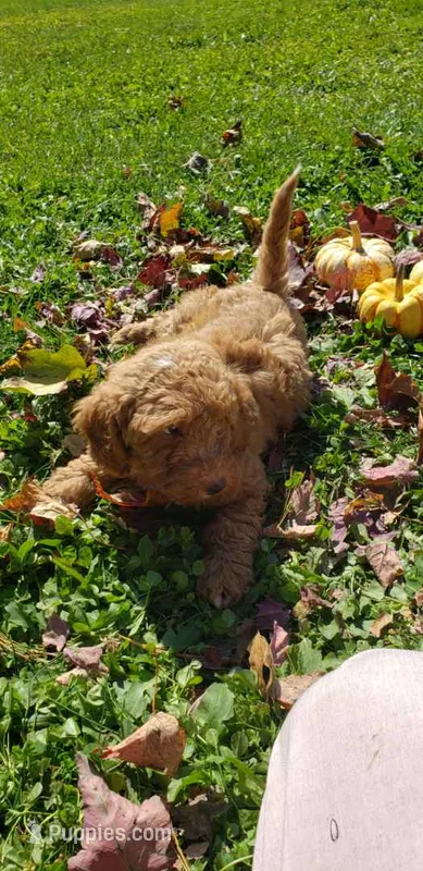 Snickers – Cavapoo puppy for sale in Sugarcreek, OH