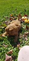 Snickers, a male Cavapoo for sale in Sugarcreek, OH – 1 of 5