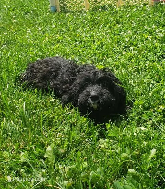 King – Cavapoo puppy for sale in Sugarcreek, OH