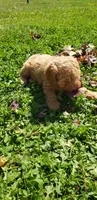 KitKat, a female Cavapoo for sale in Sugarcreek, OH – 4 of 6