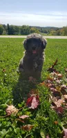 Twix, a male Cavapoo for sale in Sugarcreek, OH – 6 of 7