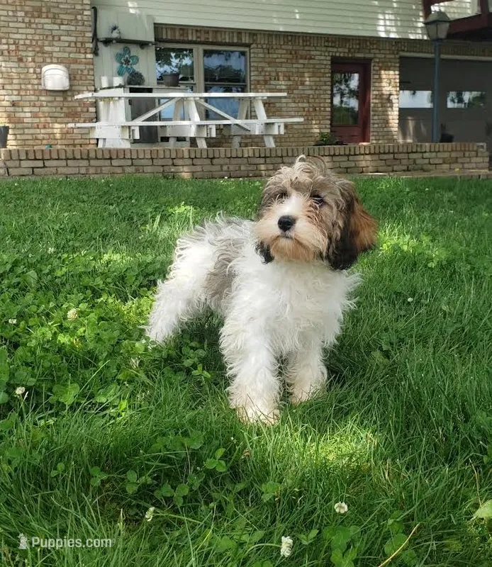 Daisy, a female Cavapoo for sale in Sugarcreek, OH – 1 of 5