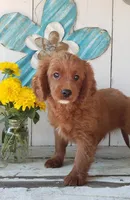 Leo, a male Cavapoo for sale in Sugarcreek, OH – 3 of 5