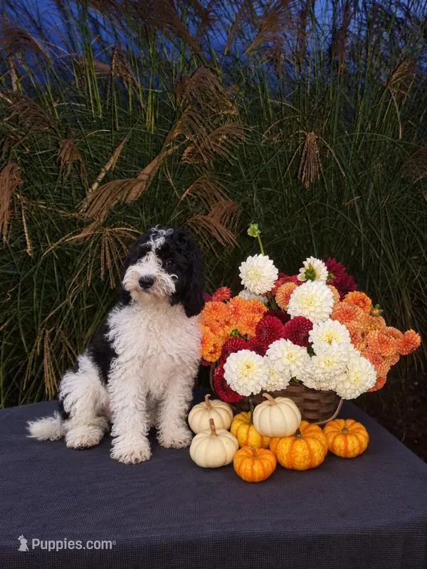 Marley – Cavapoo puppy for sale in Sugarcreek, OH