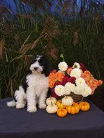 Marley, a male Cavapoo for sale in Sugarcreek, OH – 1 of 4