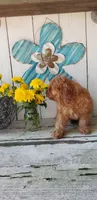 Levi, a male Cavapoo for sale in Sugarcreek, OH – 5 of 6