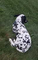 Spot AKC, a female Dalmatian for sale in Sugarcreek, OH – 5 of 9