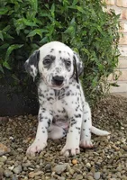 Sadie, a female Dalmatian for sale in Sugarcreek, OH – 1 of 3
